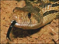 Ormens tunga