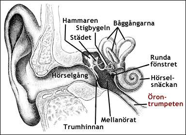 Mellanörat och örontrumpeten