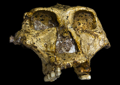 Paranthropus robustus
