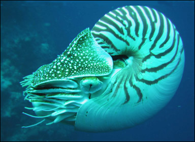 Palaunautilus (Nautilus belauensis)