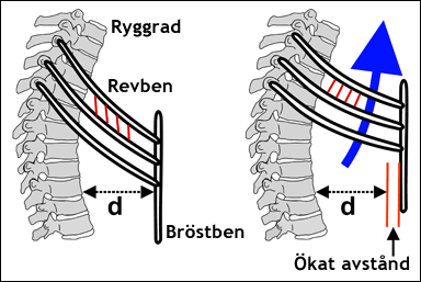 Revbensmusklernas funktioner vid inandning