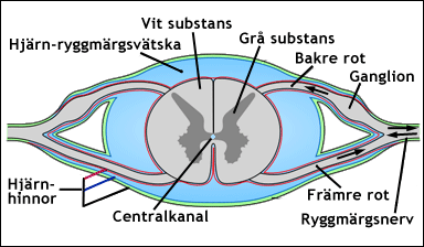 Tvärsnitt av ryggmärgen
