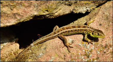 Sandödla (Lacerta agilis)