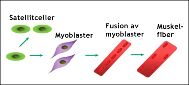 Satellitceller i skelettmuskel