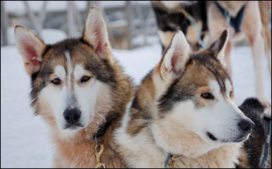 Hundrasen siberisk husky