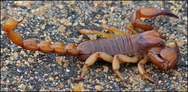 Skorpionen Opistophthalmus glabrifrons