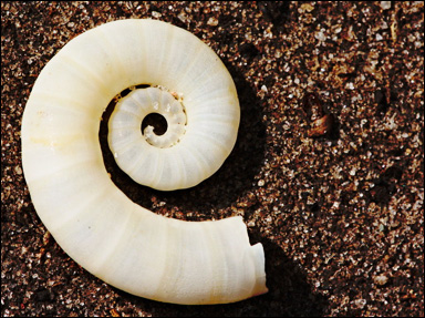 Ett inre skal av bläckfisken Spirula spirula