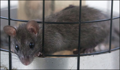 Svartråtta (Rattus rattus)