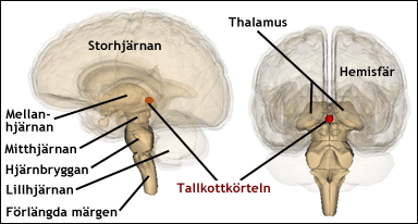 Tallkottkörtelns läge i hjärnan