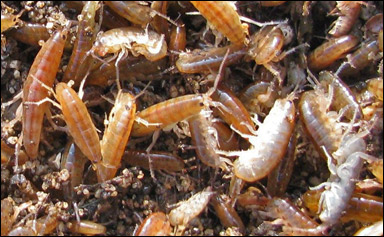Tångloppor (Orchestia gammarellus)