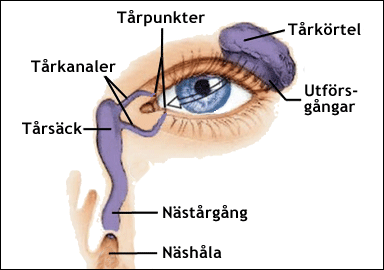 Tårkörtel och tårapparat