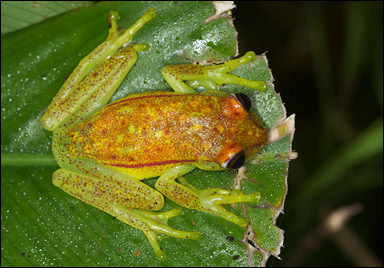 Den fluorescerande grodan Hypsiboas punctatus