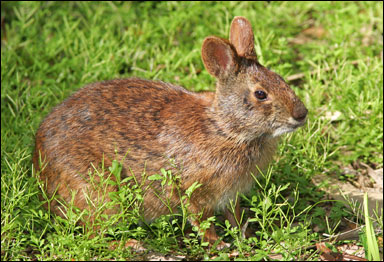 Träskkanin (Sylvilagus palustris)