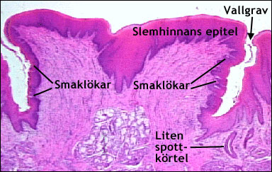 Vallgravspapill på tungan