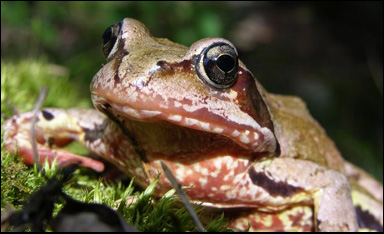Vanlig groda (Rana temporaria)
