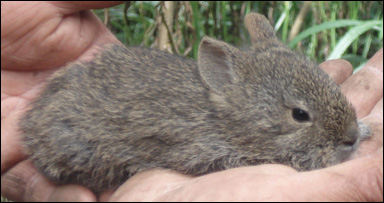 Vulkankanin (Romerolagus diazi)