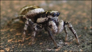 Zebraspindel (Salticus scenicus)