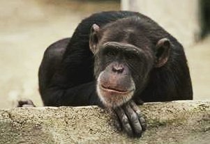 Chimpans