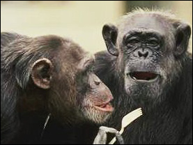Chimpanser