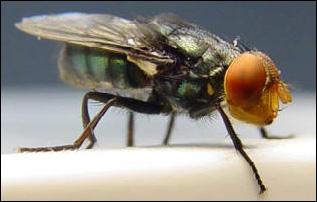 Vuxen fluga av Cochliomyia hominivorax