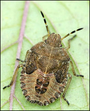 Larv av vanlig bärfis (Dolycoris baccarum) Larv av vanlig bärfis (Dolycoris baccarum)