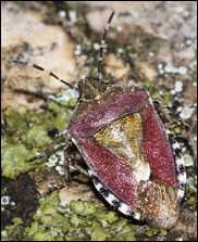 Vuxet djur av vanlig bärfis (Dolycoris baccarum) Vuxet djur av vanlig bärfis (Dolycoris baccarum)