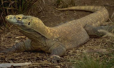 Komodovaran