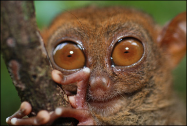 Huvudet av ett spökdjur (Tarsius)