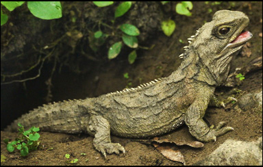 Tuatara eller bryggödla (Sphenodon punctatus)