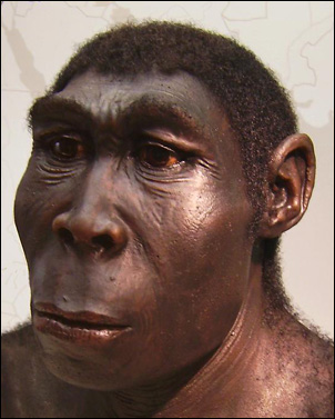 Den utdöda människoarten Homo erectus