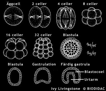 Klyvning och gastrulation