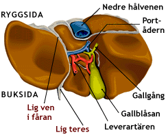 Leverns undersida