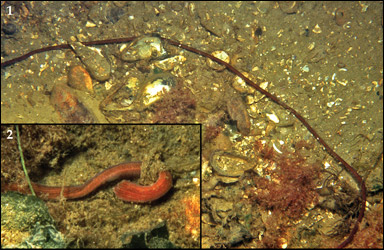 Långsnöret, Lineus longissimus