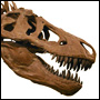 Skalle av Tyrannosaurus