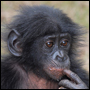 Ung bonobo