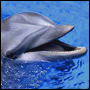 Delfinens huvud
