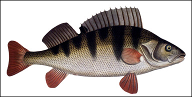 Abborre (Perca fluviatilis)