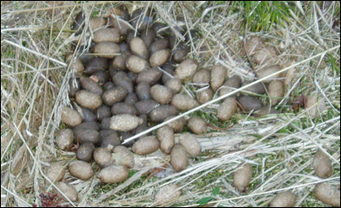 Älgens spillning