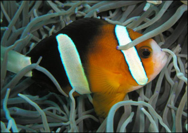 Anemonfisk och havsanemon Anemonfisk och havsanemon