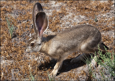 Svartsvansad åsnehare (Lepus californicus)