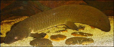 Australisk lungfisk (Neoceratodus forsteri)