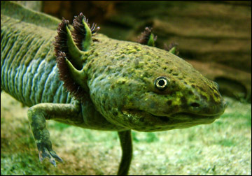 Axolotl med sina yttre gälar Axolotl med sina yttre gälar