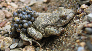 Barnmorskegroda (Alytes obstetricans)