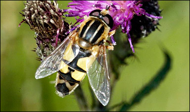 Ljus kärrblomfluga (Helophilus trivittatus)