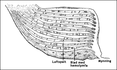 Boklunga hos spindel