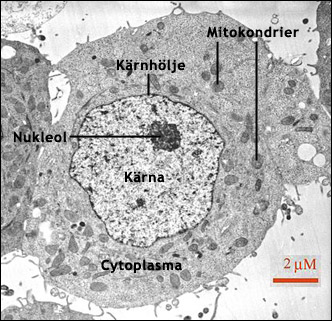 Djurcell med cellkärna