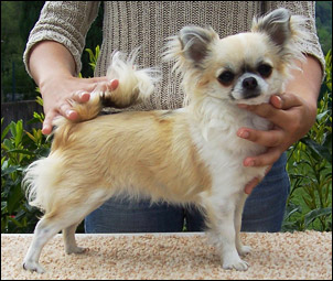 Chihuahuan, en hundras som härstammar från Mexiko
