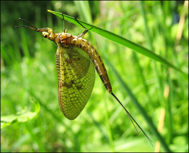 En dagslända (ordningen Ephemeroptera)