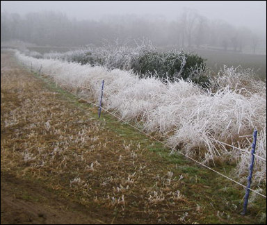 Det vackra isskiktet på häcken är dimfrost som bildas vid dimma och blåst