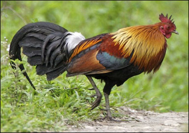 Röd djungelhöna (Gallus gallus)